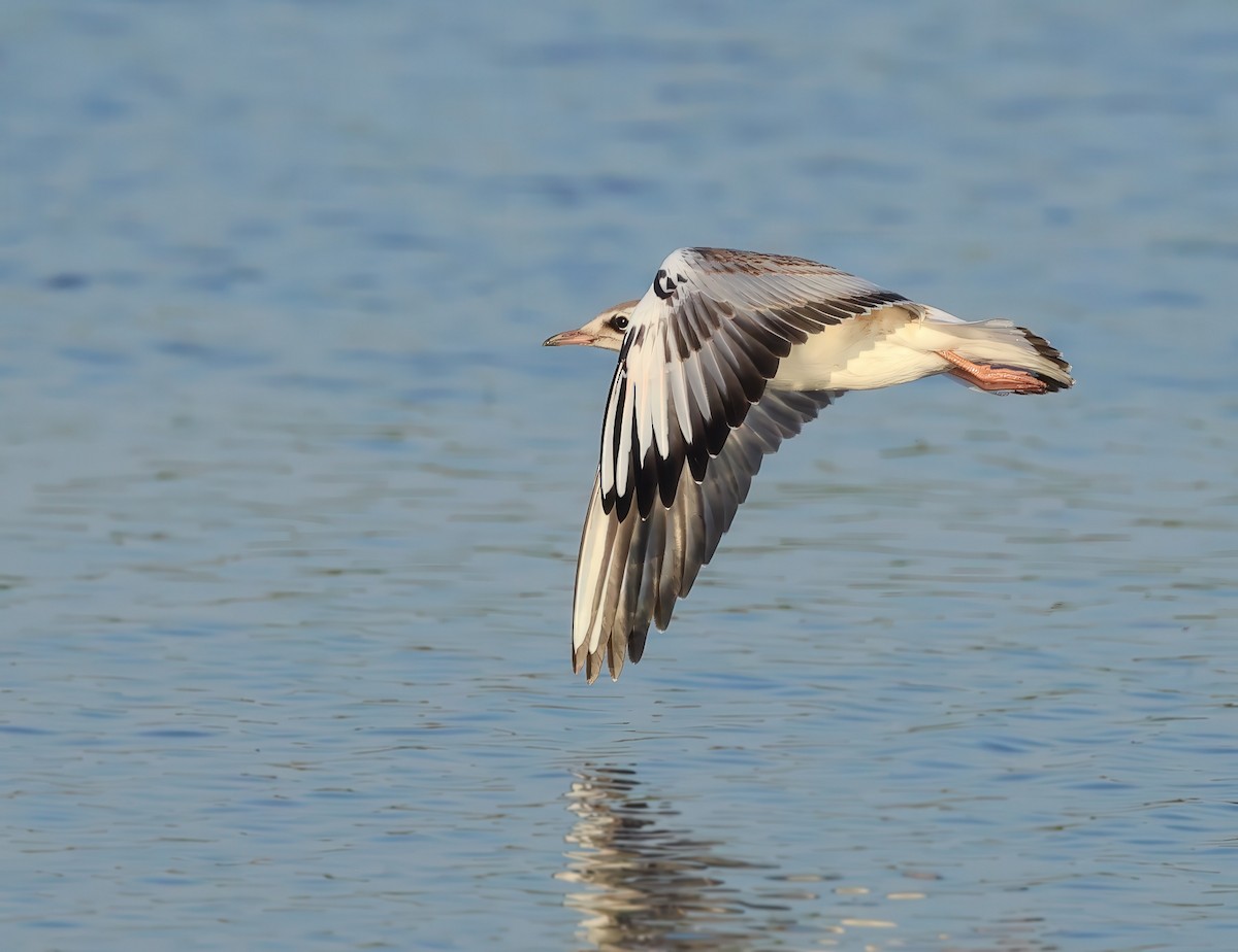 Black-headed Gull - ML621665054