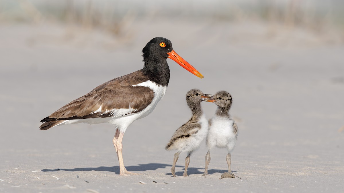 American Oystercatcher - ML621665072