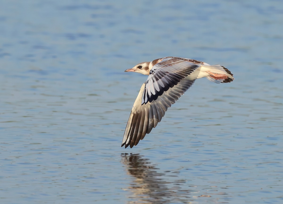 Black-headed Gull - ML621665124