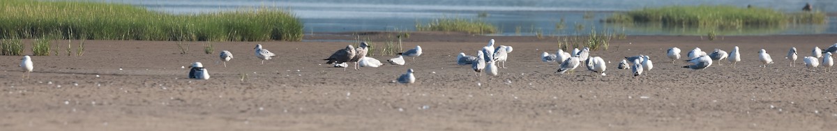 Ring-billed Gull - ML621665139