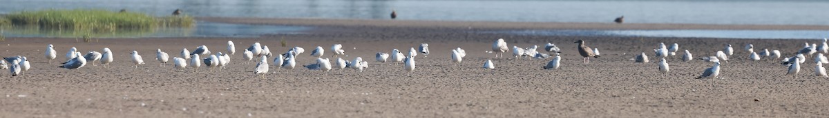 Ring-billed Gull - ML621665143