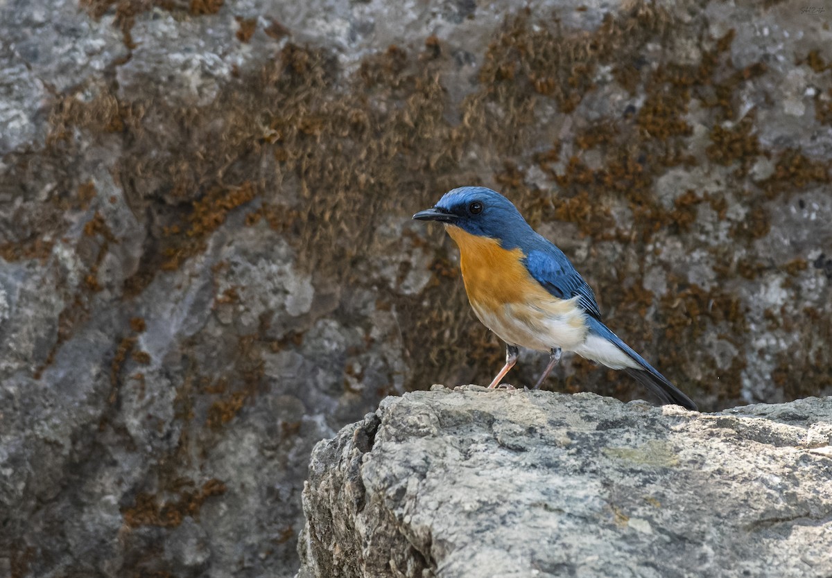 Tickell's Blue Flycatcher - ML621665223