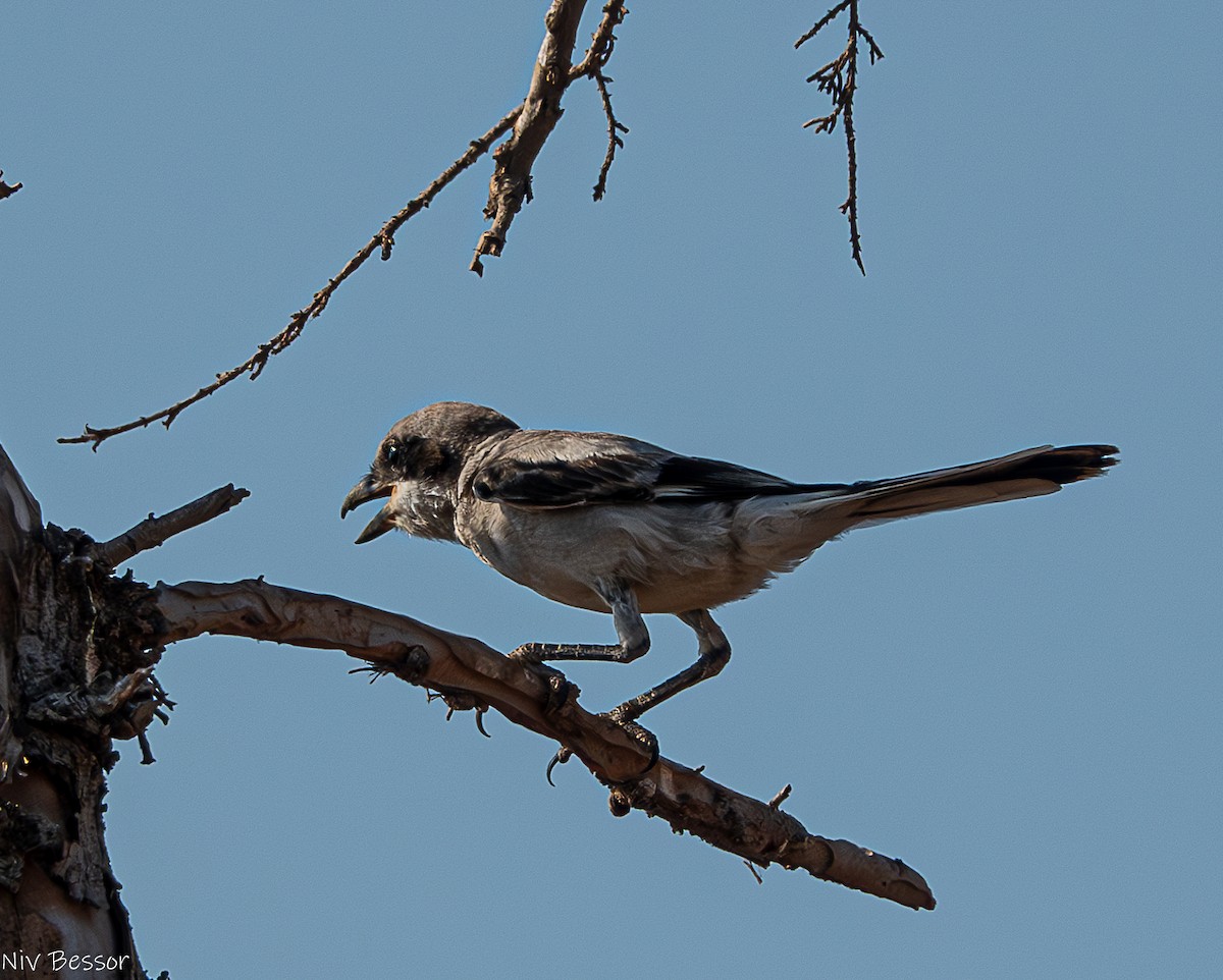 Great Gray Shrike (Arabian) - ML621665247