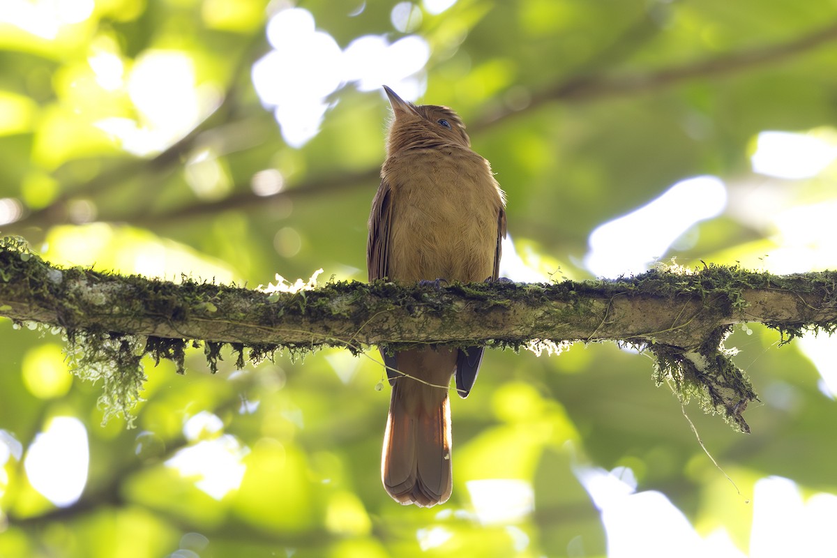 Rufous Mourner - ML621665381