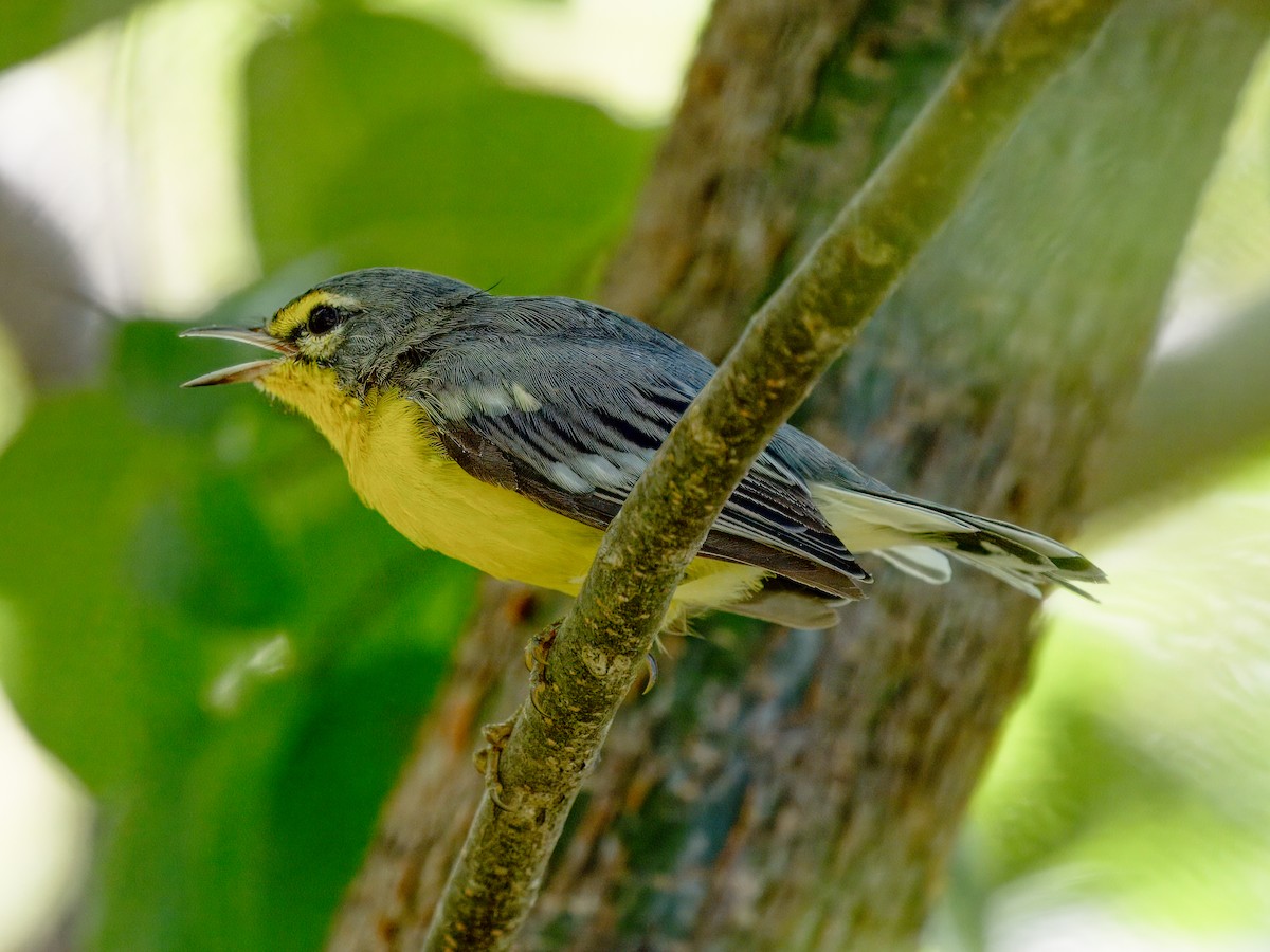 Adelaide's Warbler - ML621665421