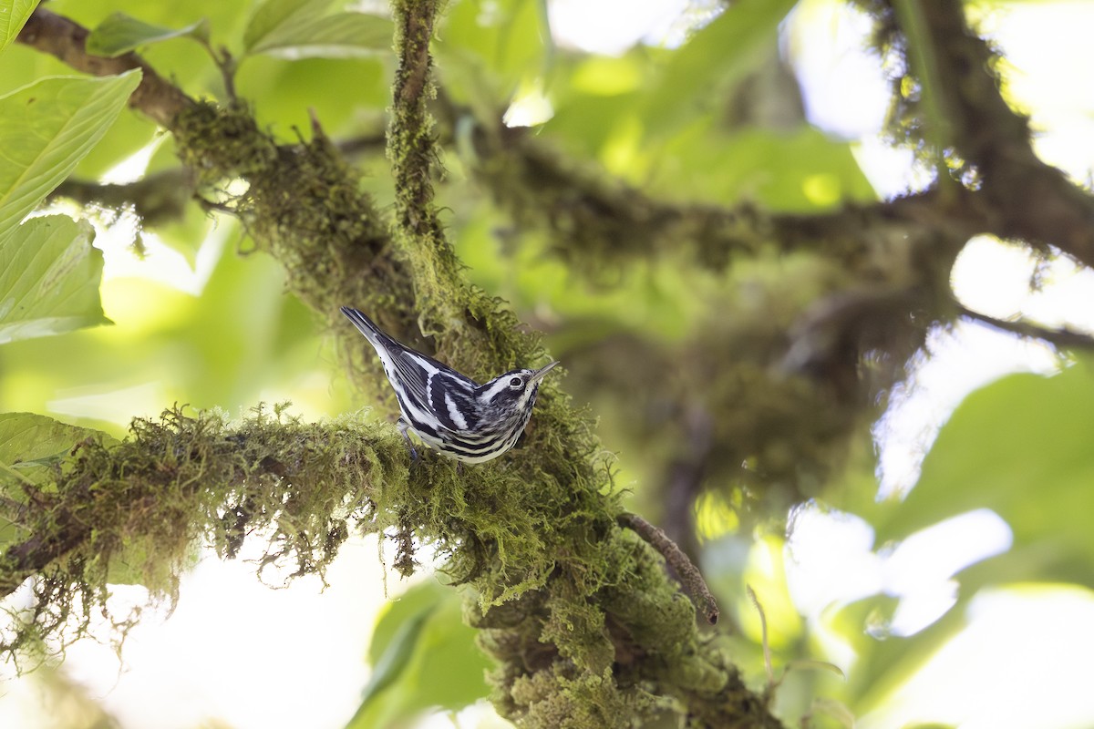 Black-and-white Warbler - Jon Irvine