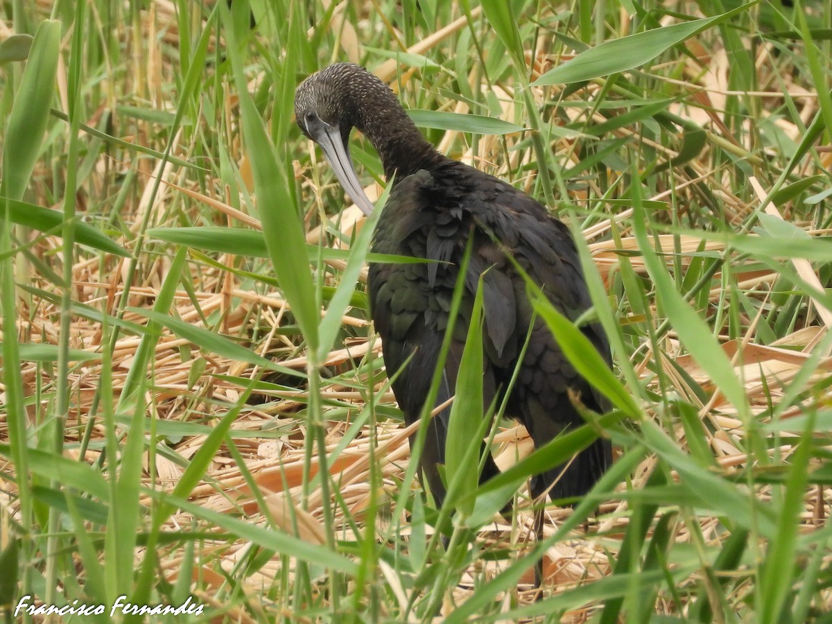 ibis hnědý - ML621665434