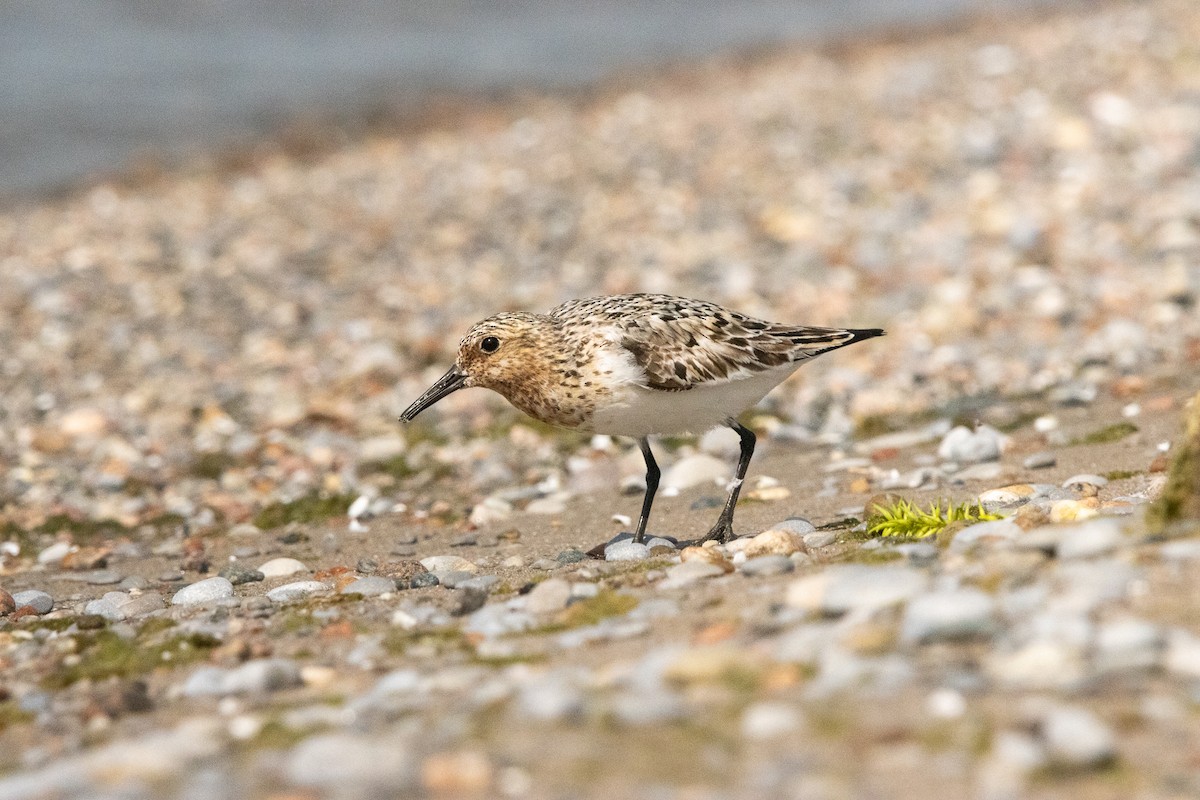 Sanderling - ML621665468