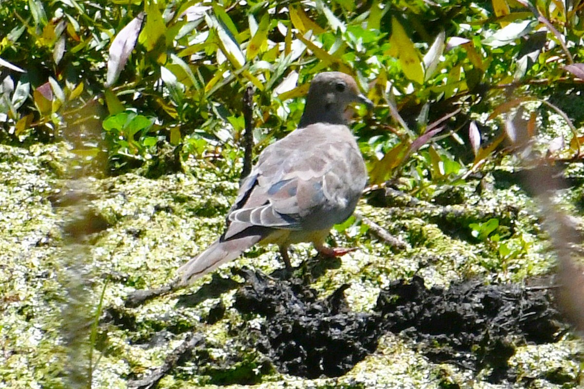 Mourning Dove - ML621665479