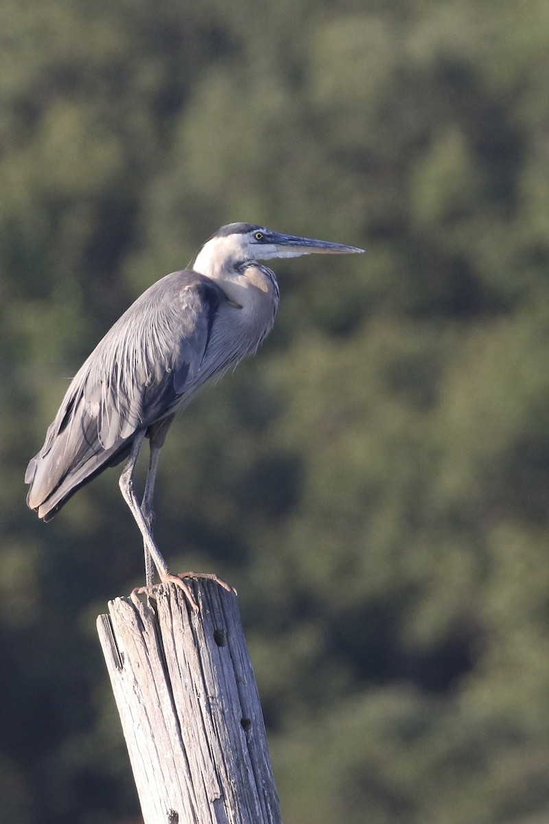 Great Blue Heron - ML621665498