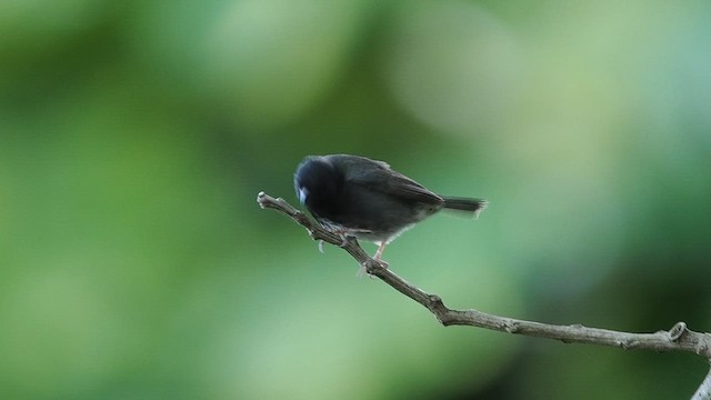 Black-faced Grassquit - ML621665536