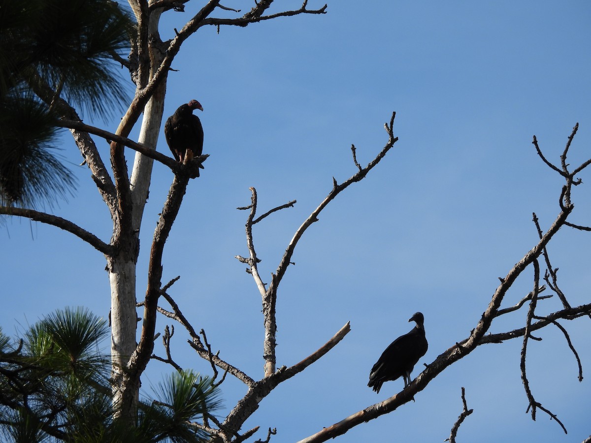 Turkey Vulture - ML621665543