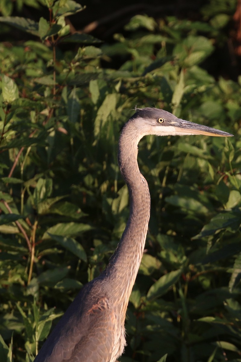 Great Blue Heron - ML621665544