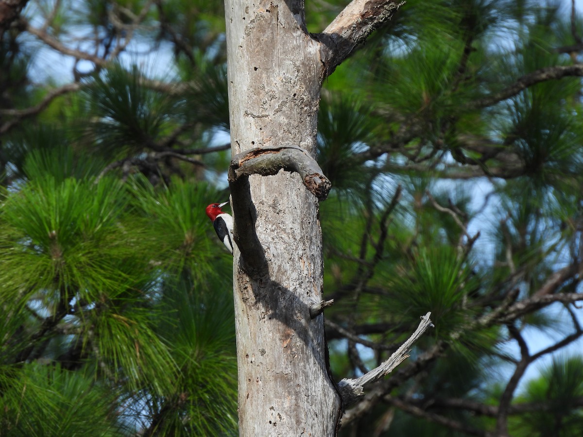 Red-headed Woodpecker - ML621665545