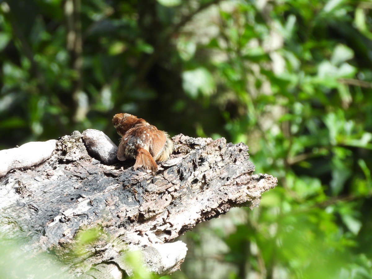 Carolina Wren - ML621665555
