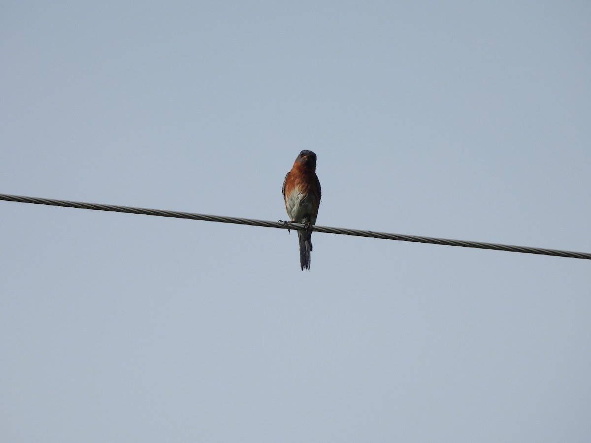 Eastern Bluebird - ML621665560