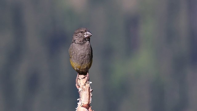 White-winged Grosbeak - ML621665584