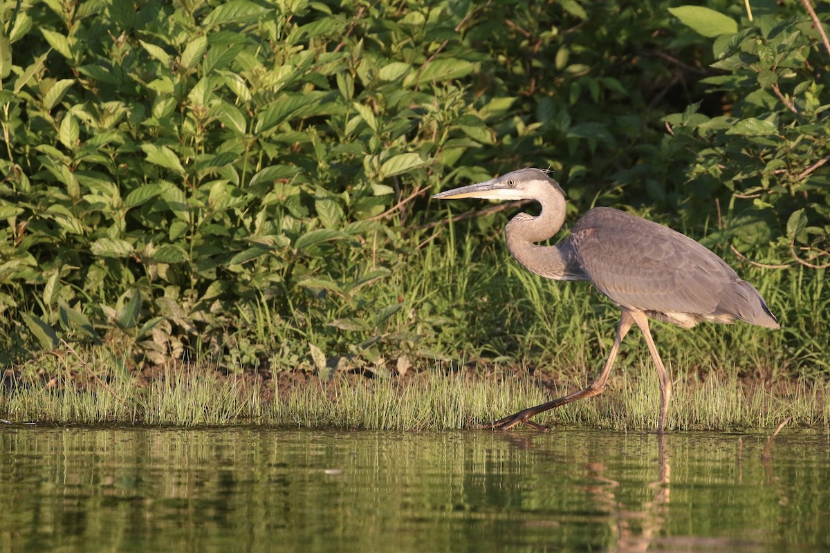 Great Blue Heron - ML621665608