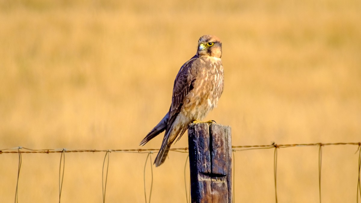 Lanner Falcon - ML621665613