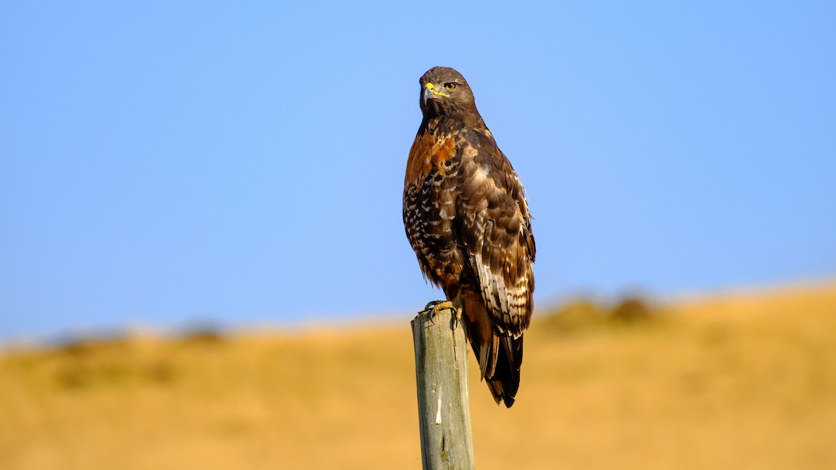 Jackal Buzzard - ML621665615