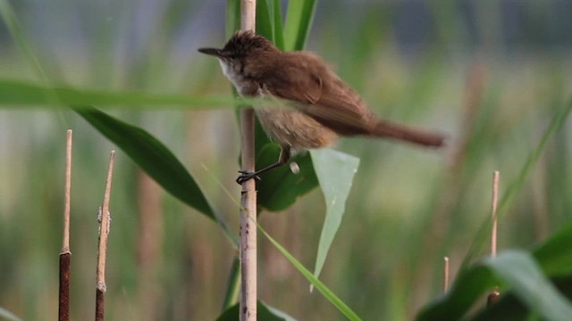 Clamorous Reed Warbler - ML621665621