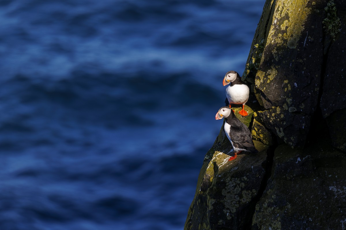 Atlantic Puffin - ML621665631