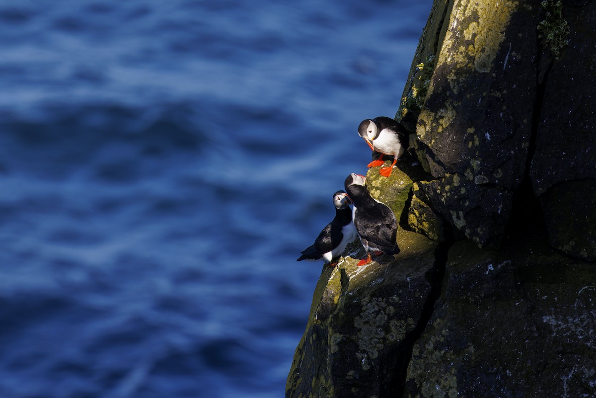 Atlantic Puffin - ML621665632