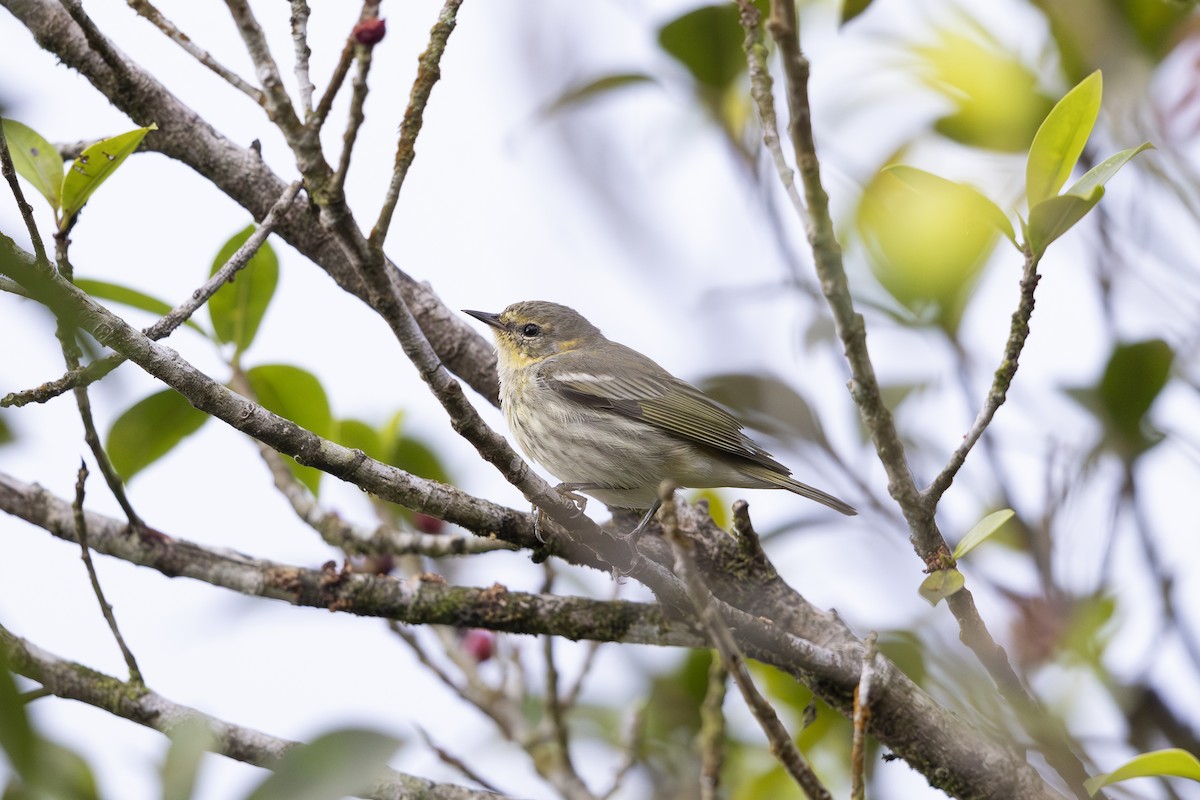 Cape May Warbler - ML621665643