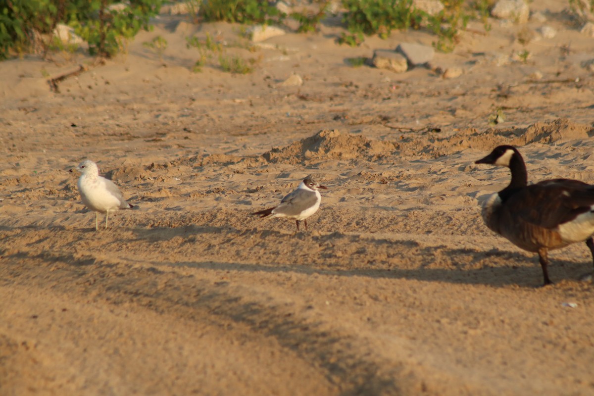 Laughing Gull - ML621665680