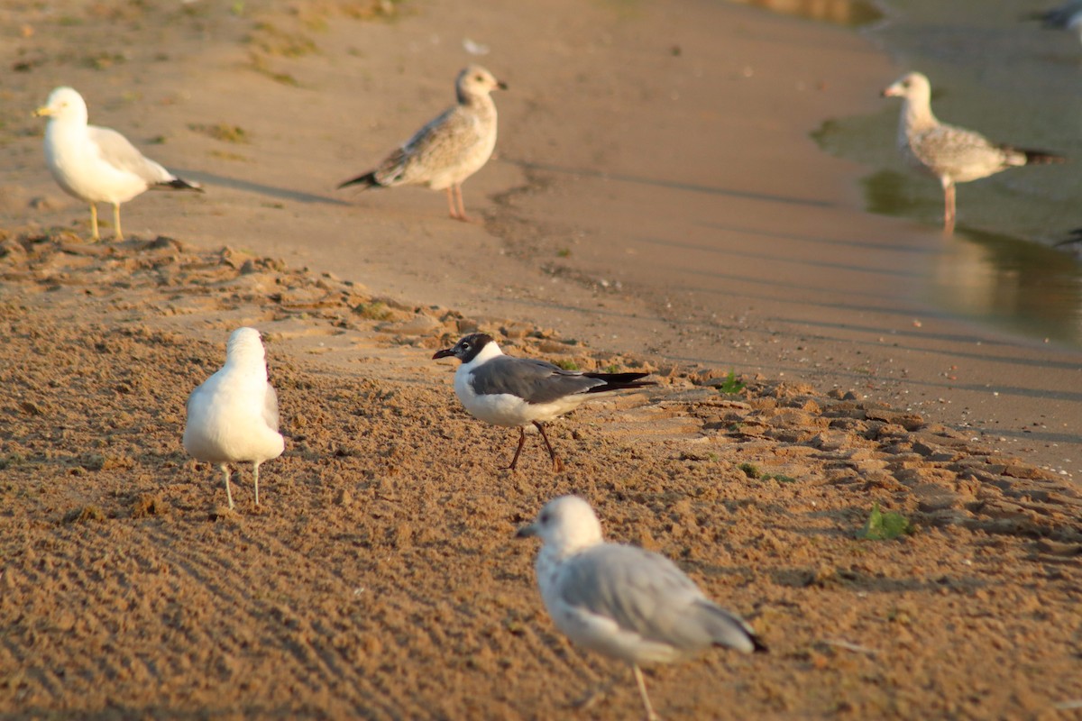 Mouette atricille - ML621665681