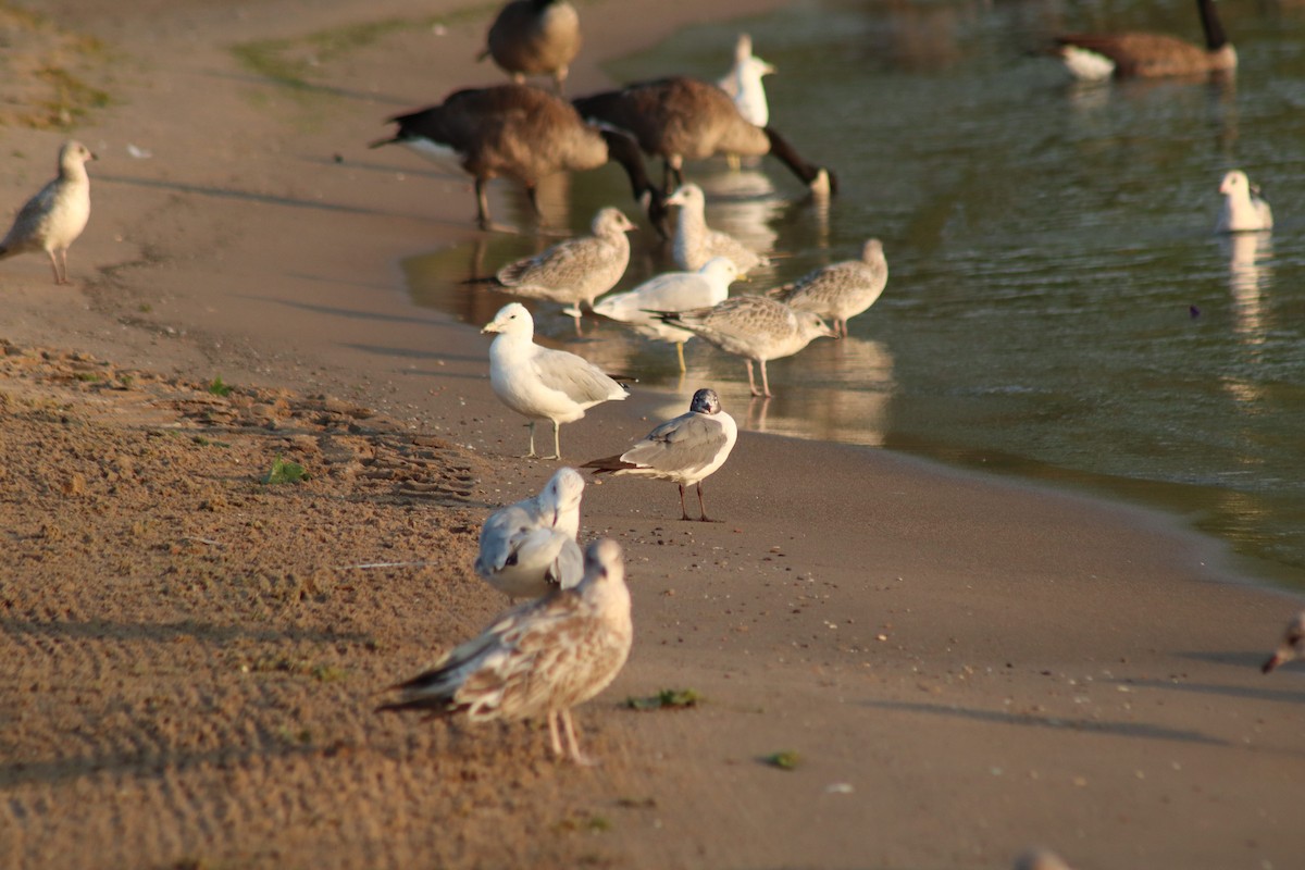 Mouette atricille - ML621665682