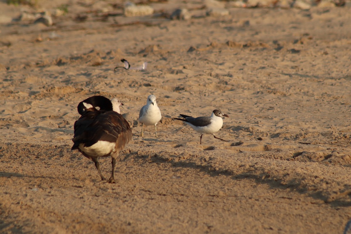 Mouette atricille - ML621665683