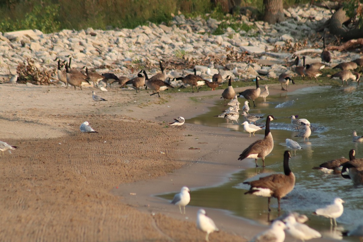 Laughing Gull - ML621665684