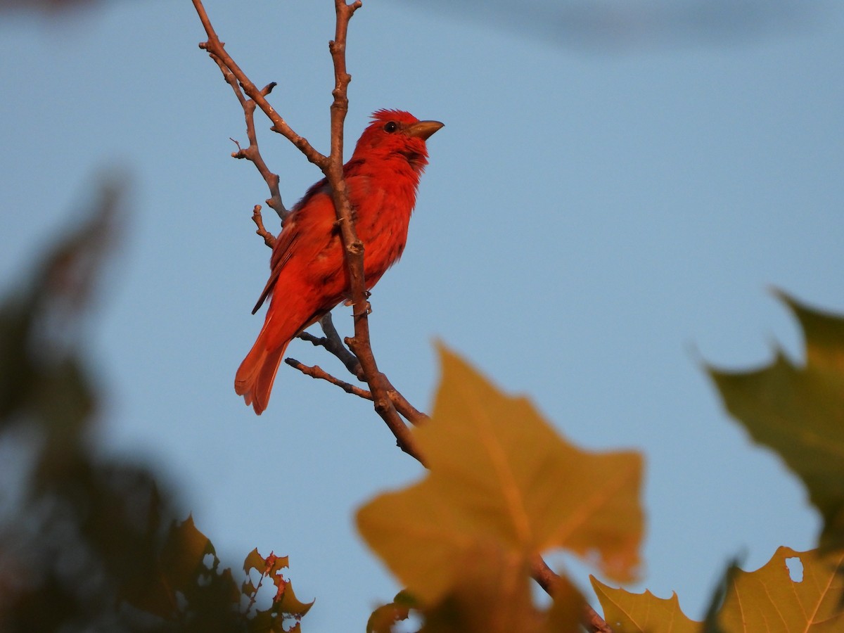 Summer Tanager - ML621665774