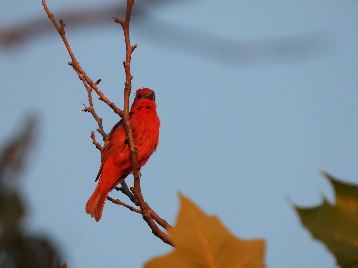 Summer Tanager - Henry Griffin