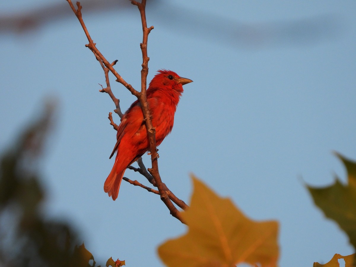 Summer Tanager - ML621665776