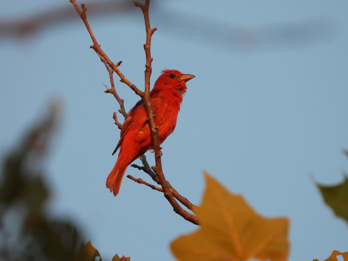 Summer Tanager - ML621665777