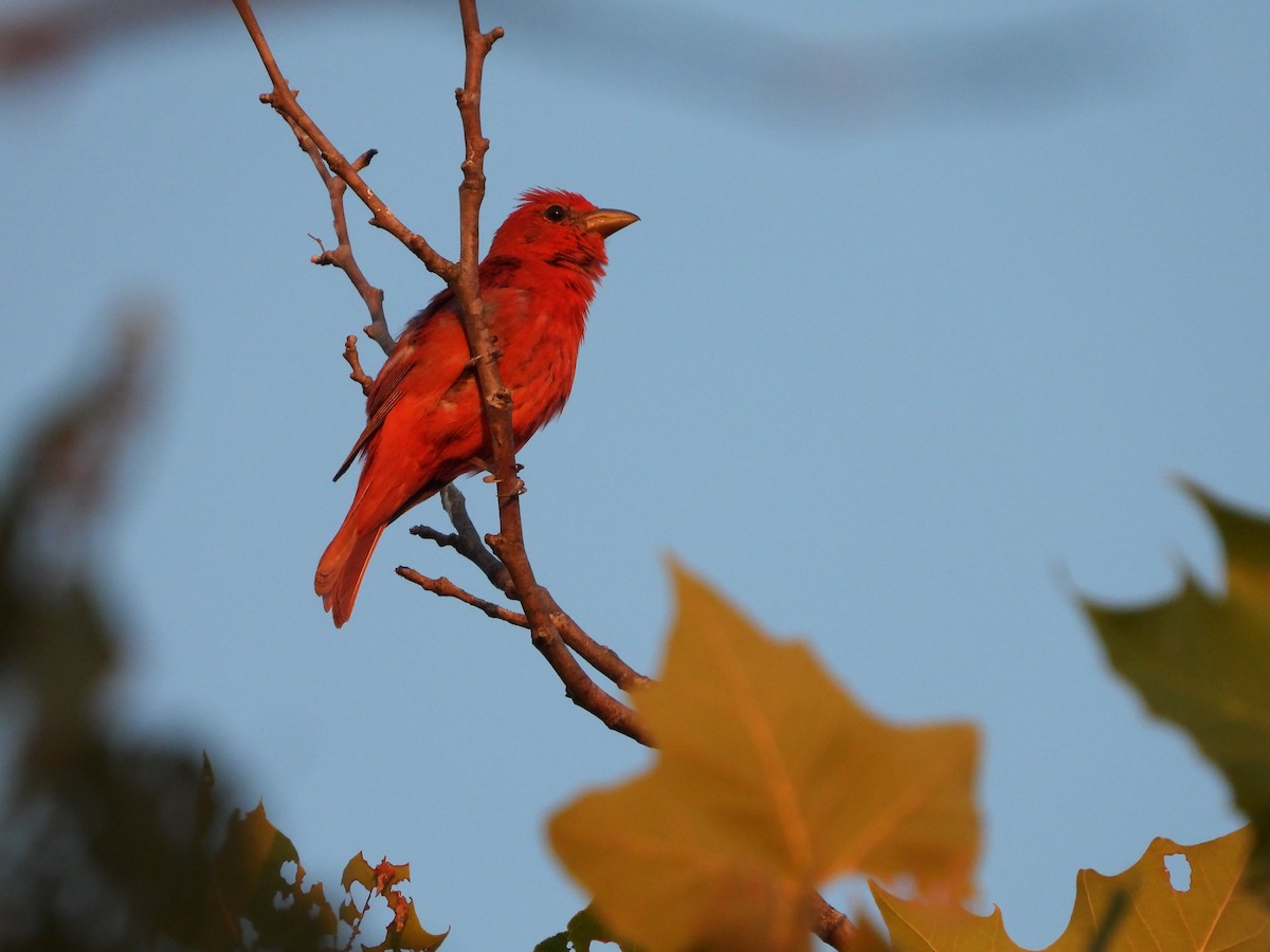 Summer Tanager - ML621665778