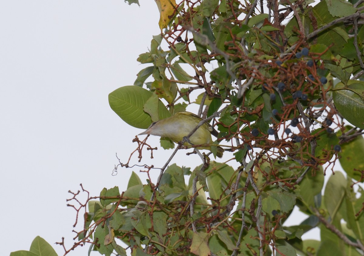 Yellow-green Vireo - ML621665789