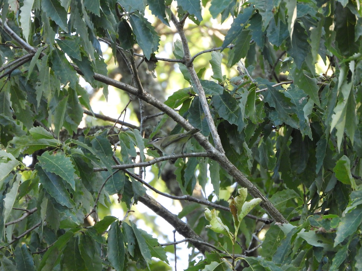 Red-eyed Vireo - Henry Griffin