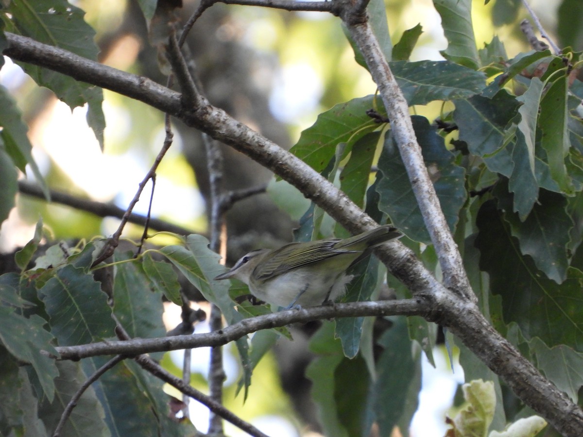 Red-eyed Vireo - ML621665793