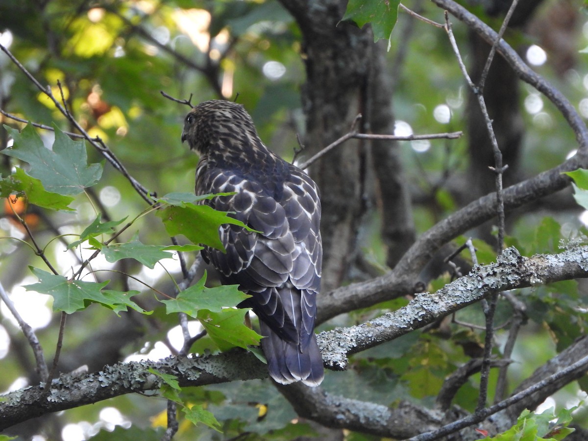 Broad-winged Hawk - ML621665819