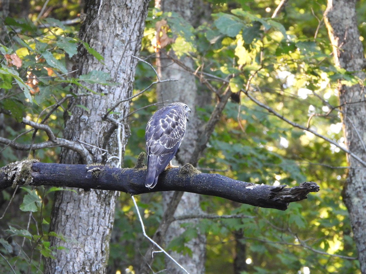 Broad-winged Hawk - ML621665821