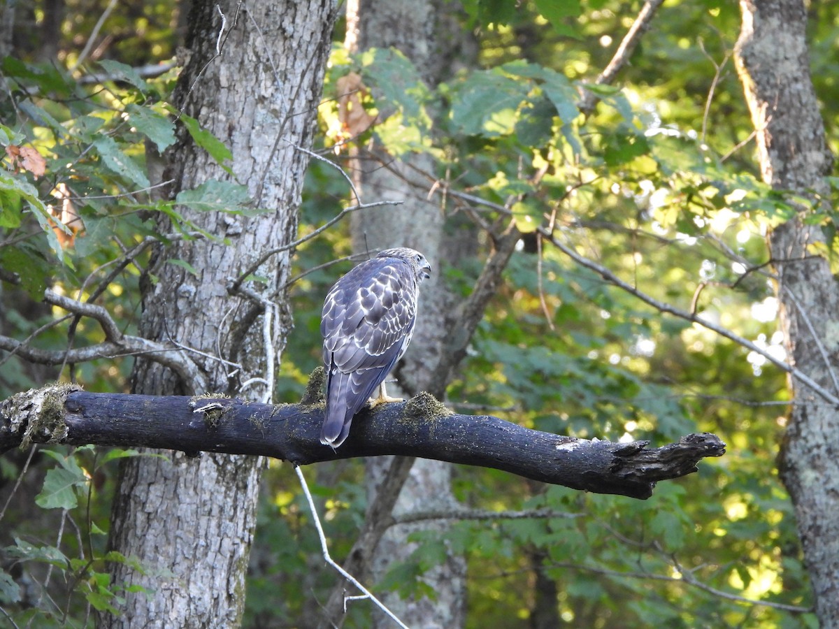 Broad-winged Hawk - ML621665822