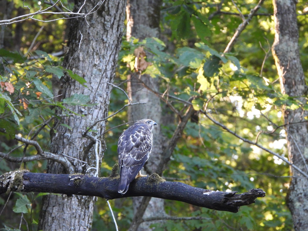 Petite Buse - ML621665823