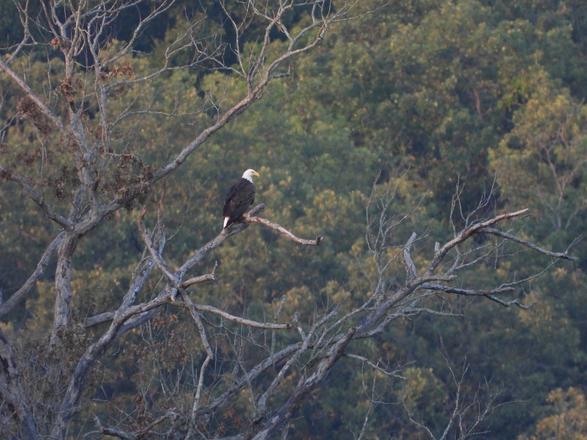 Bald Eagle - ML621665837