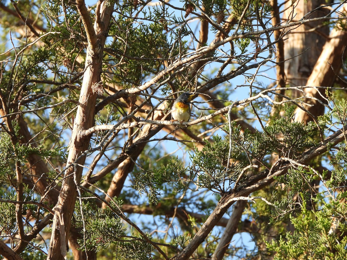 Northern Parula - Henry Griffin