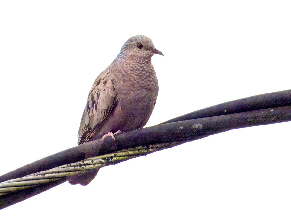 Common Ground Dove - ML621665846