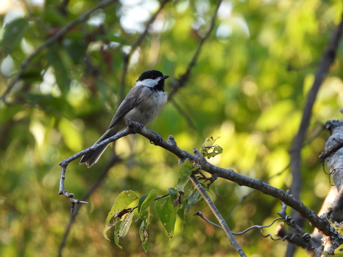 Carolina Chickadee - ML621665847