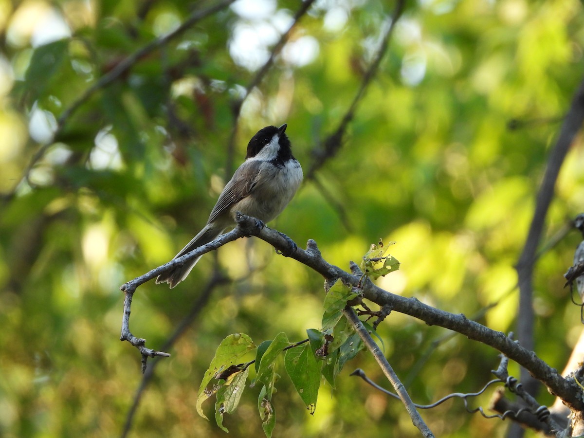 Carolina Chickadee - ML621665848